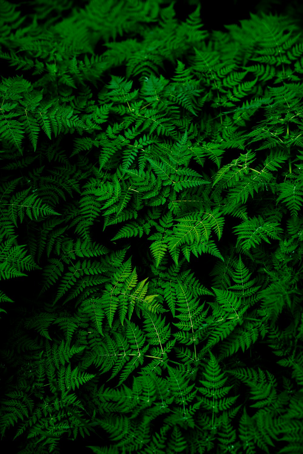 Wedding Botanical template image